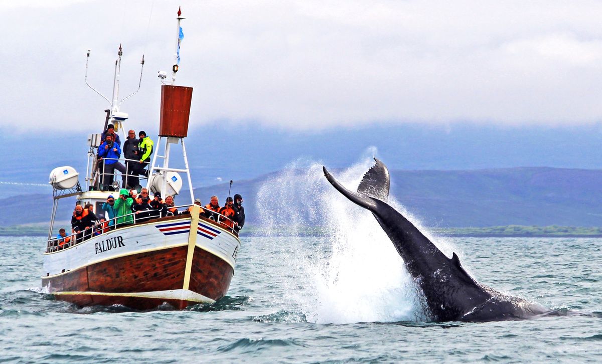 Исландия-киты.jpg