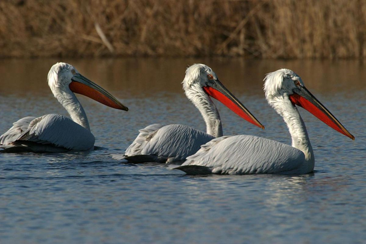 черногория-pelican-skadar-lake.jpg