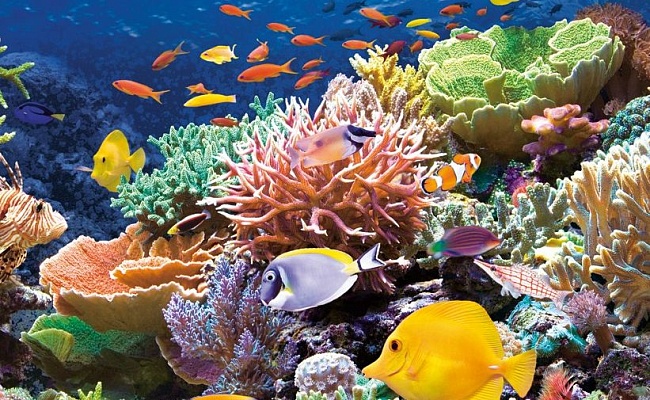 Большой барьерный риф, Коралловое море, Австралия