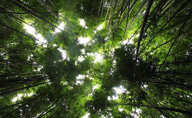 Дождевые леса Амазонии бассейн реки Амазонки, Бразилия